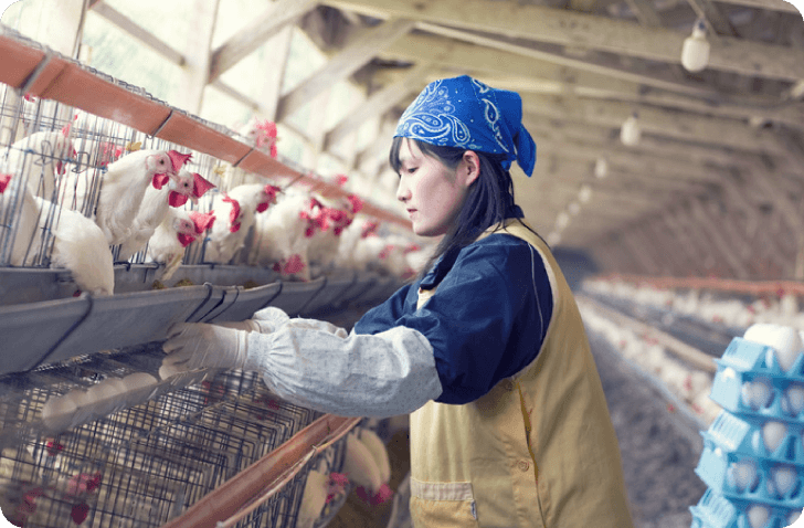 合同会社ABIS［エイビス］北海道の畜産農家_養鶏